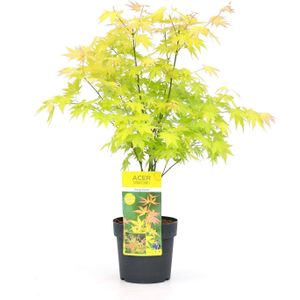 Plant in a Box Japanse esdoorn - Acer palmatum Orange Dream Hoogte 60-70cm - oranje 3019191