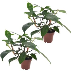 Baumfreund - 2 Stk - Philodendron'Florida Green'- Höhe 20-30cm - ?12cm