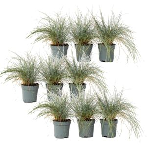 Blauw schapegras - Set van 9 - Festuca'Elijah Blue'- Hoogte 10-15cm -⌀9cm