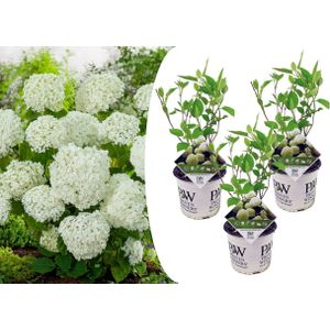 Hydrangea Arborescens - Strong Annabelle - Hortensia - Wit - 30-40 cm