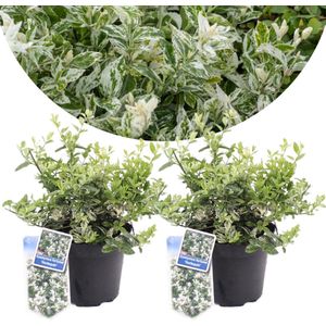 Plant in a Box - Euonymus Harlequin - Set van 2 - Tuinplant met prachtig gekleurd blad - Winterhard en groenblijvend - Pot 17cm - Hoogte 20-30cm