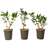 Plant in a Box kamperfoelie - Lonicera Set van 3 Hoogte 25-40cm - groen 2596003