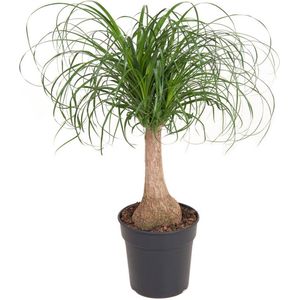 Plant in a Box Olifantsvoet - Beaucarnea recurvata Hoogte 60-70cm - groen 4811211