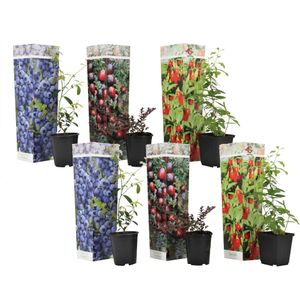 Plant in a Box - Superfruit - Mix van 6 - Fruitbomen - Lycium barbarum, vaccinium corymbosum, vaccinium macrocarpon - Pot 9cm - Hoogte 25-40cm