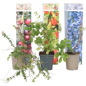 Plant in a Box - Superfruit - Mix van 6 - Fruitbomen - Lycium barbarum, vaccinium corymbosum, vaccinium macrocarpon - Pot 9cm - Hoogte 25-40cm