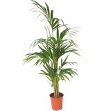 Plant in a Box - Kentia Palme - Howea forsteriana - Höhe 130-140cm - Topf 21cm