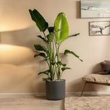 Paradiesvogelblume - Strelitzie - Strelitzia nicolai - Höhe 55-70cm - ?17cm