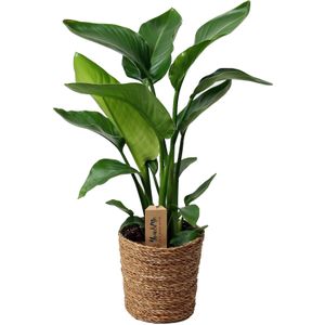 Plant in a Box Paradijsvogel - Strelitzia Nicolai Hoogte 55-70cm - groen 3507172