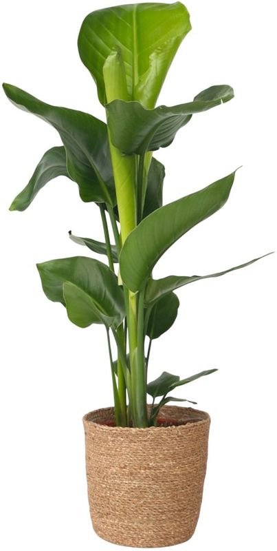 Paradiesvogelblume - Strelitzie - Strelitzia nicolai - Höhe 55-70cm - ?17cm