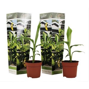 Plant in a Box - Musa Basjoo - Set van 2 - Winterharde bananenplanten - Tuinbanaan - Pot 9cm - Hoogte 25-40cm