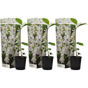 Plant in a Box - Magnolia Stellata - Set van 3 - Brede struik/Kleine boom Winterhard - Witte bloemen - Pot 9cm - Hoogte 25-40cm