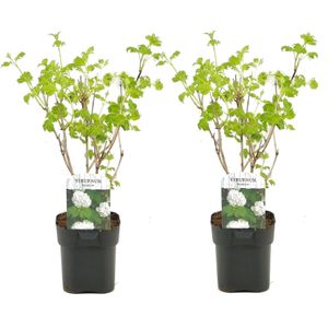 Plant in a Box - Viburnum opulus 'Roseum' - Vibernum Snowball - Set van 2 - Winterharde en groenblijvende tuinplant - Pot 17cm - Hoogte 25-40cm