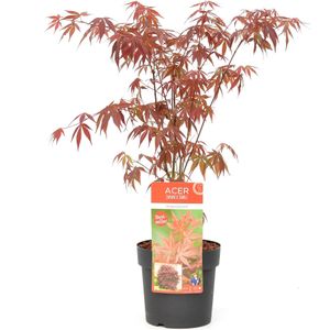 Plant in a Box - Acer palmatum ´Atropurpureum´ - Japanse Esdoorn - Donkerrode bladeren - Pot 19cm - Hoogte 60-70cm