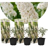 Plant in a Box Vlinderstruik - Buddleja davidii White Profusion Set van 3 Hoogte 25-40cm - groen 2523013