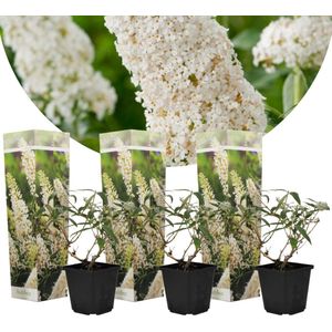 Plant in a Box Vlinderstruik - Buddleja davidii White Profusion Set van 3 Hoogte 25-40cm - groen 2523013