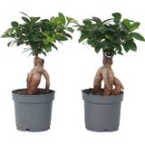 Plant in a Box - Ficus Ginseng - Set van 4 - Bonsai Kamerplanten - Pot 12cm