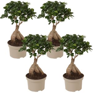 Chinese vijg - Set van 4 - Ficus microcarpa - Hoogte 30-40cm -⌀12cm