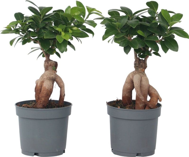 Plant in a Box - Ficus Ginseng - Set van 4 - Bonsai Kamerplanten - Pot 12cm