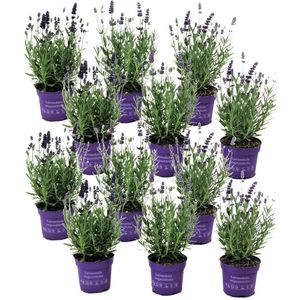 Plant in a Box - Lavandula angustifolia - Set van 12 - Winterharde Lavendel struikjes - Pot 10,5cm - Hoogte 10-15cm