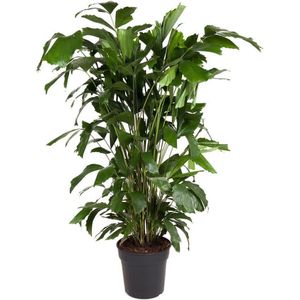 Caryota mitis - Groene kamerplant - Pot 27cm - Hoogte 120-130cm Caryota Mitis P27