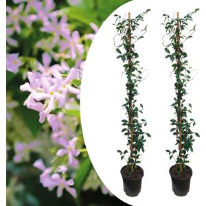 Plant in a Box - Trachelospermum jasminoides 'Pink Showers' - Set van 2 - Jasmijn XL - Winterharde klimplant - Pot 17cm - Hoogte 110-120cm