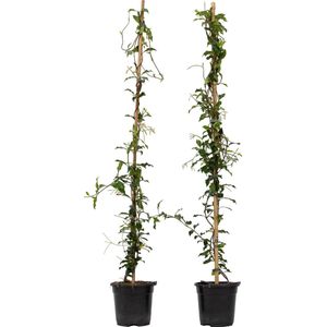 Plant in a Box - Toskanischer Jasmin - 2 Stk - Trachelospermum jasmin. - Höhe 110-120cm - Topf 17cm