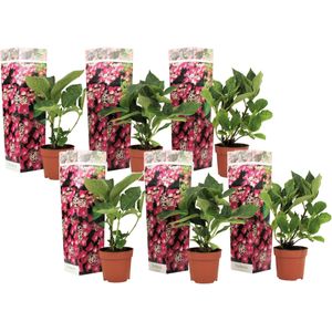 Plant in a Box - Hortensia Teller - Set van 6 - Roze - Tuinhortensia - Pot 9cm - Hoogte 25-40cm