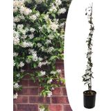 Plant in a Box - Trachelospermum jasminoides - Jasmijn XL - Winterharde klimplant - Pot 17cm - Hoogte 110-120cm