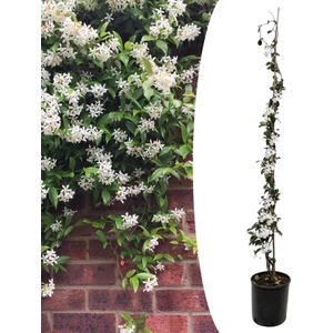 Plant in a Box Sterjasmijn - Trachelospermum jasminoides Hoogte 110-120cm - groen 1511201