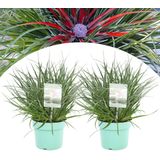 Plant in a Box Bromelia - Fascicularia Set van 2 Hoogte 20-30cm - groen 3026132
