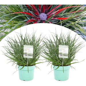 Plant in a Box Bromelia - Fascicularia Set van 2 Hoogte 20-30cm - groen 3026132