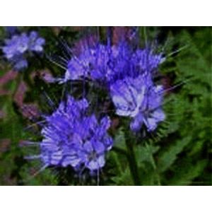 Phacelia Groenbemester en bijenplant