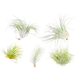 Plant in a Box - Tillandsia - Mix van 5 - Luchtplantjes - Kamerplanten - Decoratief - Hoogte 5-15cm