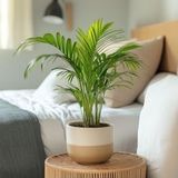 Plant in a Box - Goldfruchtpalme - 2 Stk - Dypsis lutescens - Höhe 30-45cm - Topf 12cm