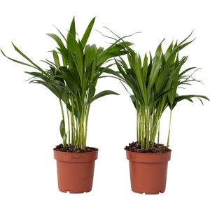 Areca goudpalm - Set van 2 - Dypsis lutescens - Hoogte 30-45cm -⌀12cm