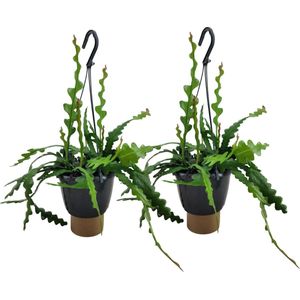 Plant in a Box Zaagcactus - Epiphyllum Anguliger Set van 2 Hoogte 30-40cm - groen 8971502