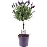 Lavandula stoechas 'Anouk' - Lavendelboom - Pot 15cm - Hoogte 45-55cm Lavendel P15