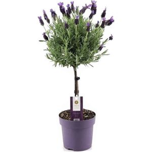 Plant in a Box - Lavandula stoechas 'Anouk' - Lavendelboom - Pot 15cm - Hoogte 45-55cm - Winterhard - Tuinplanten
