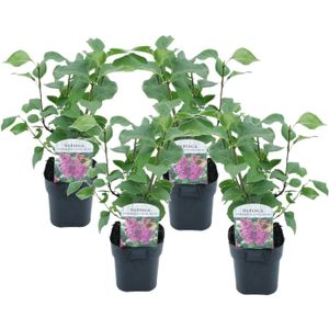 Plant in a Box - Syringa vulgaris 'Ludwig Spath' - Set van 4 - Sierheester voor in de tuin - Heester met paar-rode bloemen - Pot 17cm - Hoogte 25-40cm