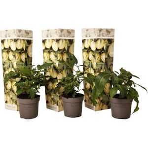 Plant in a Box - Solanum Muricatum 'Pepino gold' - Meloenpeer - Set van 3 - Pot 9cm - Hoogte 25-40cm