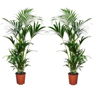 Plant in a Box - Howea Forsteriana - Set van 2 - Kentia palm - Groene kamerplant - Pot 18cm - Hoogte 90-100cm