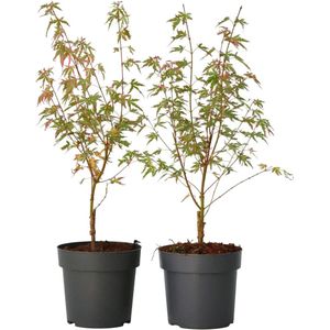 Japanse Esdoorn - Set van 2 - Acer palmatum'Taylor'- Hoogte 50-60cm -⌀19cm