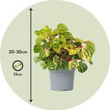 Blutblatt - Iresine herbstii - Höhe 20-30cm - ?13cm