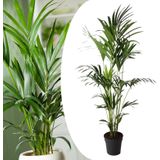 Howea Forsteriana - Kentia palm - XXL kamerplant - Pot 24cm - Hoogte 150-170cm Kentia P24