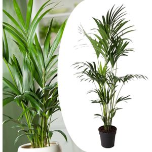 Howea Forsteriana - Kentia palm - XXL kamerplant - Pot 24cm - Hoogte 150-170cm Kentia P24