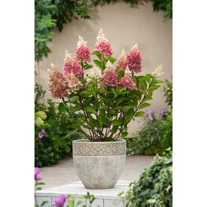 Plant in a Box - Hydrangea paniculata 'Pinky Winky' - Set van 2 - Roze pluimhortensia winterhard - Pot 19cm - Hoogte 25-40cm
