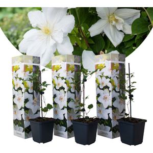 Clematis - Set van 3 - Tuinplant - Wit - Klimplant - Pot 9cm - Hoogte 25-40cm Clematis Wit x3