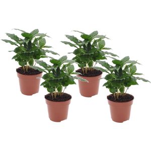 Plant in a Box - Set van 4 Coffea Arabica - Koffieplant - Kamerplant - Struik - Pot 12cm - Hoogte 25-40cm