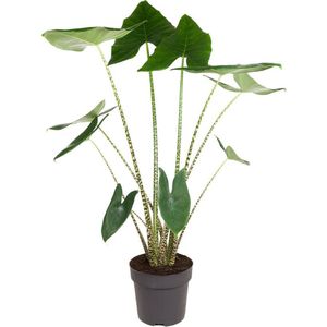 Plant in a Box Zebraplant - Alocasia Zebrina Hoogte 140-150cm - groen 4808321