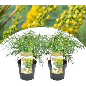 Plant in a Box - Mahonia Soft Caress - Set van 2 - Tuinplant - Hele jaar groen - Groeit gele bloemaren - Winterhard tot -12°C - Pot 13cm - Hoogte 30-40cm